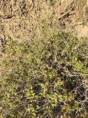 Brickellia atractyloides