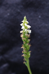 Brachystele guayanensis