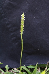 Brachystele guayanensis