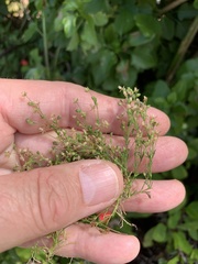 Sagina micropetala