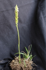 Brachystele guayanensis