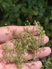Sagina micropetala