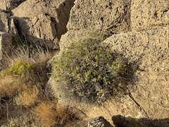 Brickellia atractyloides
