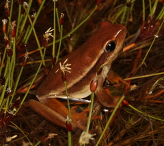 Hyperolius horstockii