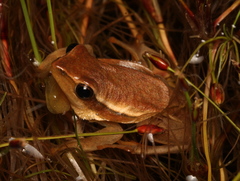 Hyperolius horstockii