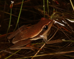 Hyperolius horstockii