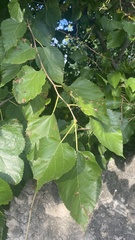 Magnoliopsida