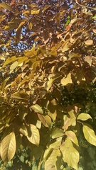 Prunus cerasifera