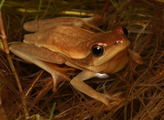 Hyperolius horstockii