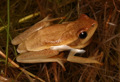 Hyperolius horstockii