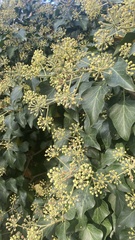 Hedera helix