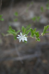 Myripnois dioica