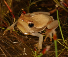 Hyperolius horstockii