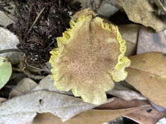 Phylloporus bellus