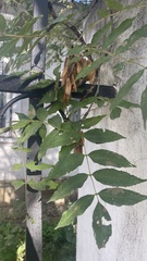Fraxinus excelsior