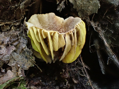 Phylloporus bellus