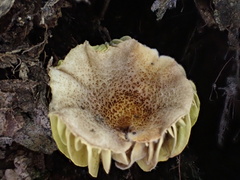 Phylloporus bellus