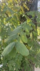 Robinia pseudoacacia