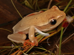 Hyperolius horstockii