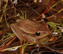 Hyperolius horstockii