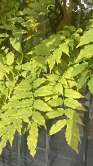 Fraxinus excelsior