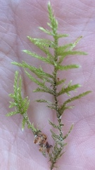 Pseudoscleropodium