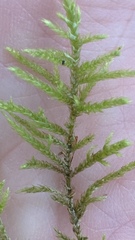 Pseudoscleropodium
