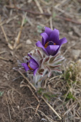 Pulsatilla chinensis