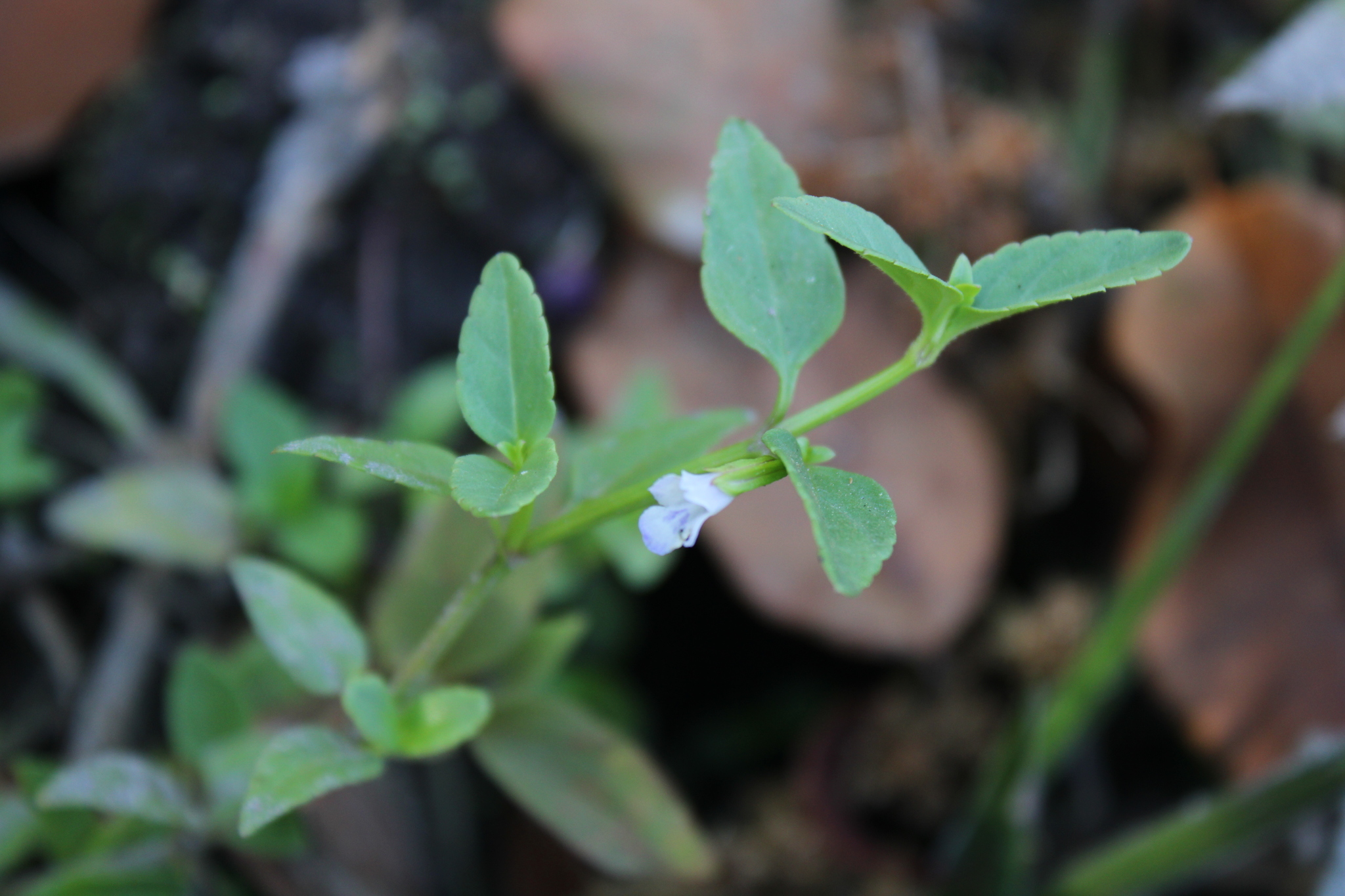 Torenia thouarsii