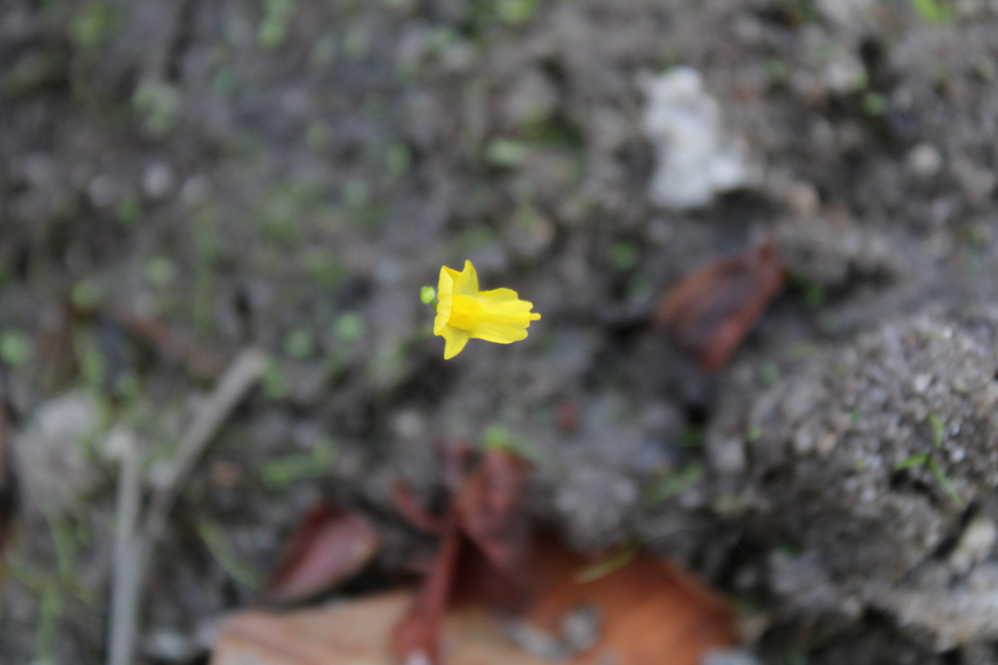 Utricularia gibba