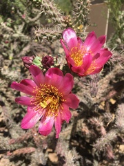 Cylindropuntia thurberi versicolor