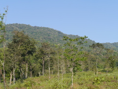 Corypha umbraculifera