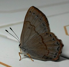Euselasia euploea