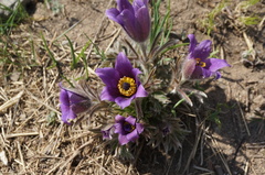 Pulsatilla chinensis