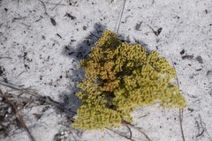 Paronychia chartacea chartacea