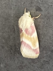 Schinia regina