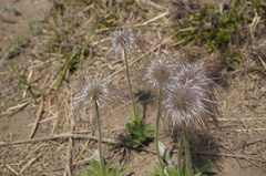 Pulsatilla chinensis