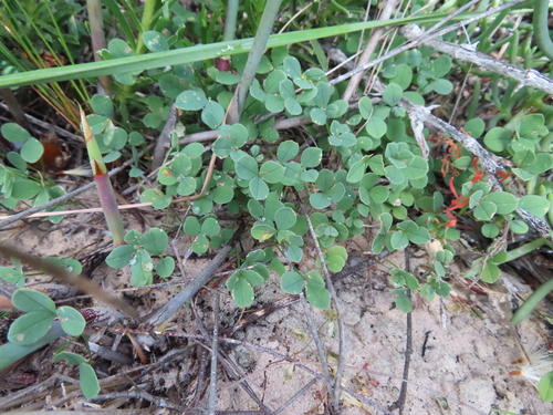 Image of Indigofera procumbens by (c) linkie, some rights reserved (CC BY)