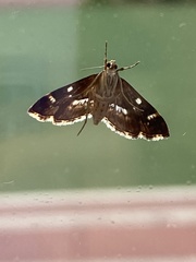 Hymenia perspectalis