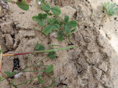 Image of Indigofera procumbens by (c) linkie, some rights reserved (CC BY)
