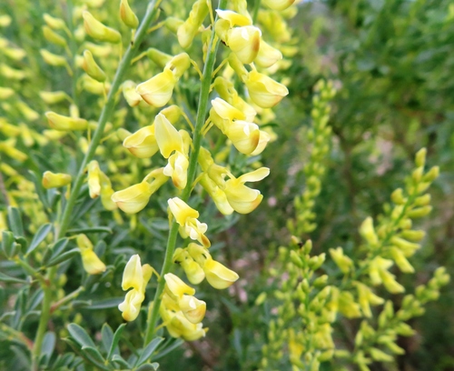 Western Common Pennypea (Wiborgia fusca)