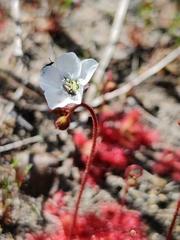 Drosera trinervia
