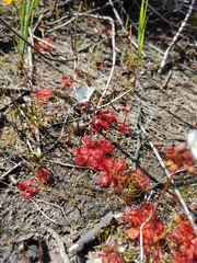 Drosera trinervia