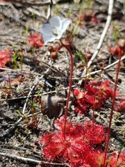 Drosera trinervia