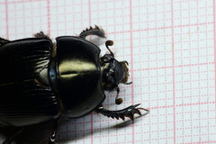 Geotrupes splendidus splendidus