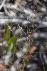 Polygonella basiramia