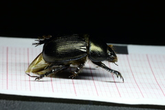 Geotrupes splendidus splendidus