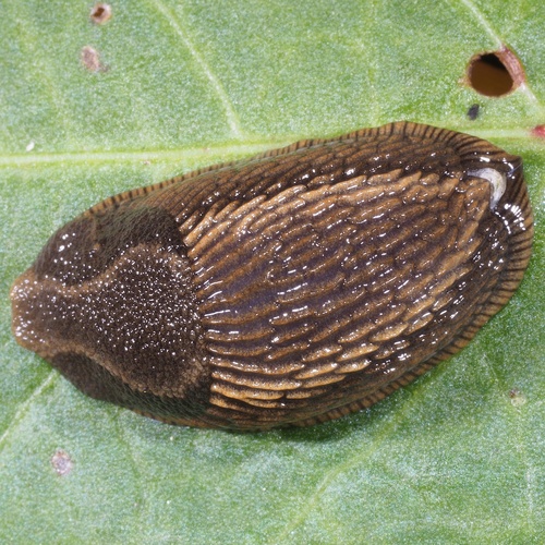 Ispaninis arionas nuotrauka