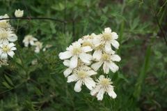 Clematis hexapetala