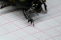 Geotrupes splendidus splendidus